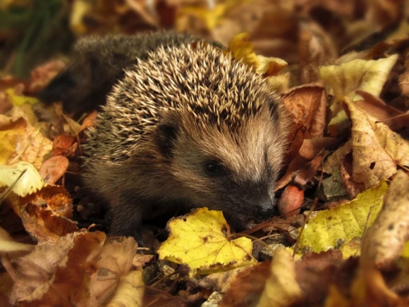 The Plight and Preservation of Britain's Hedgehogs: A Call to Action